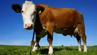 Ilustrasi sapi potong (Photo by Pixabay: https://www.pexels.com/photo/portrait-of-cow-standing-in-pasture-248337/)