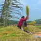 Petani klaster beras organik dan varietas Menthik Wangi di Cingebul, Lumbir, Kabupaten Banyumas, . (Foto: Liputan6.com/Muhamad Ridlo)