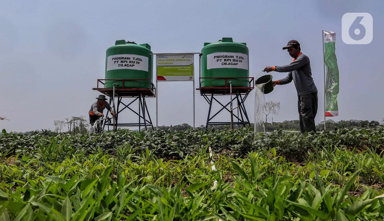Dalam kesempatan tersebut, Taufik menjelaskan, Kecamatan Maos menjadi salah satu lumbung padi di Jawa Tengah yang sangat potensial dalam membantu swasembada pangan indonesia khususnya Jawa Tengah. (Liputan6.com/Angga Yuniar)