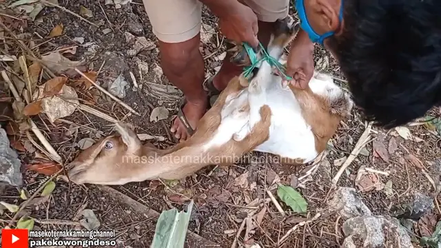 Mengikat kaki kambing dengan rafia