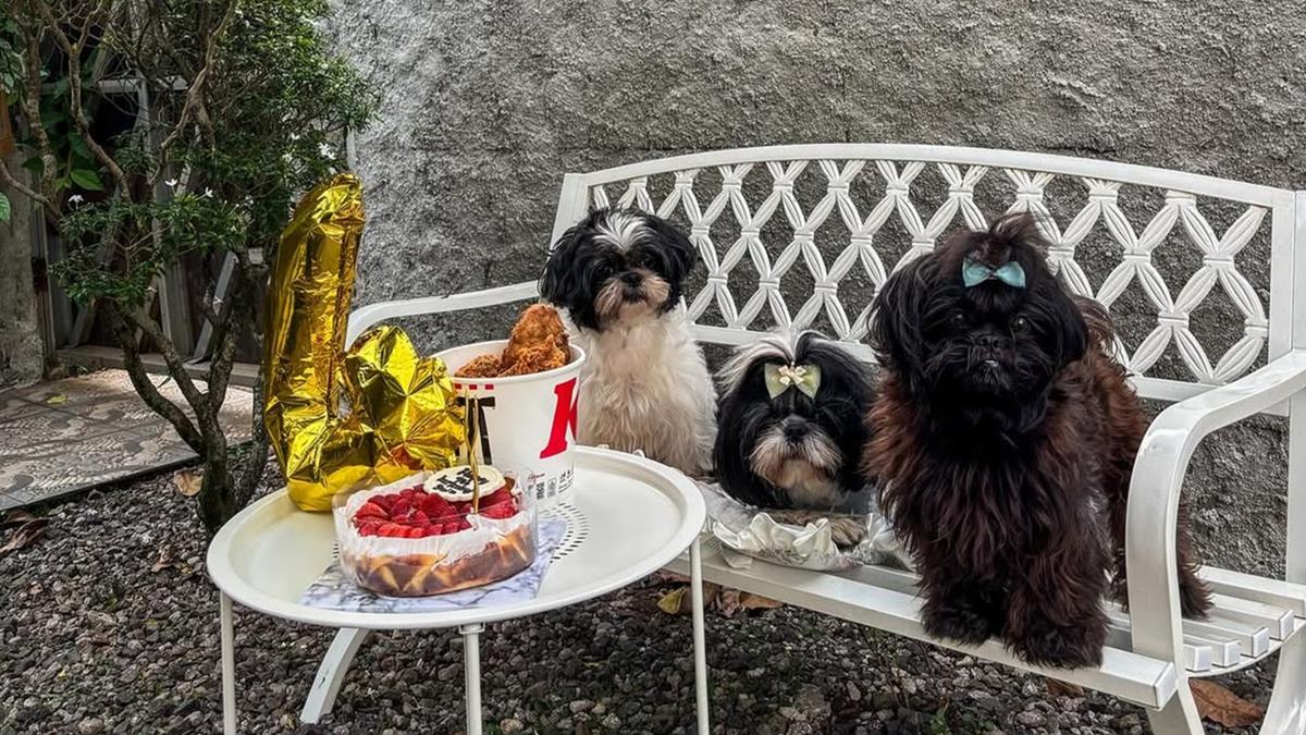 6 Tips Merawat Anjing Shih Tzu ala Pemilik Berpengalaman, dari Mata hingga Grooming