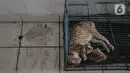 Kucing tertidur di dekat lantai yang tercemar debu batu bara di Rusunawa Marunda, Jakarta Utara, Rabu (9/3/2022). Menurut warga rusun, pencemaran debu batu bara sudah berlangsung sejak 2019. (merdeka.com/Iqbal S. Nugroho)