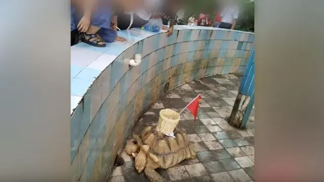 Miris, Keranjang Dipasang di Punggung Kura-kura Untuk Kumpulkan Koin