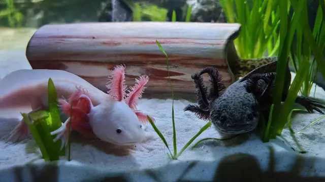 Axolotl