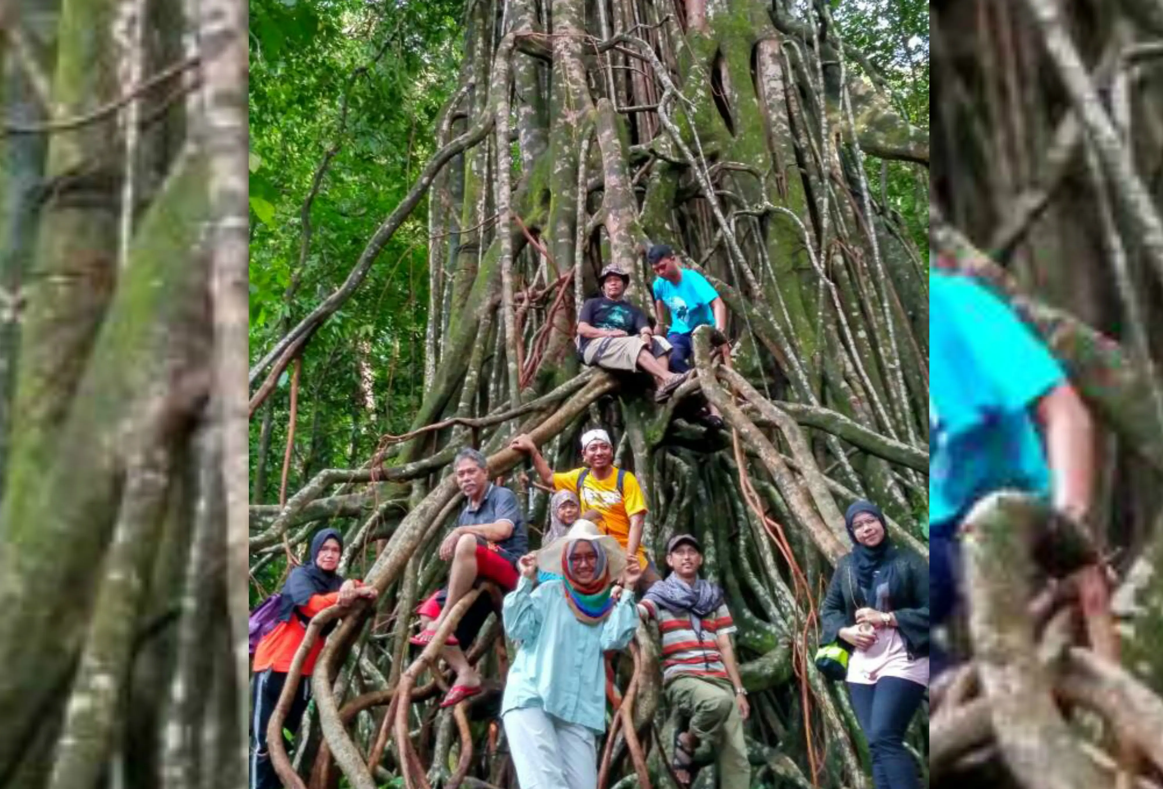 Pohon kiara raksasa berusia 100 tahun di kawasan Taman Nasional Ujung Kulon, Banten. (Liputan6.com/Yandhi Deslatama)