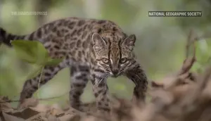 Pertama dalam 100 Tahun, Spesies Kucing Baru Akhirnya Ditemukan