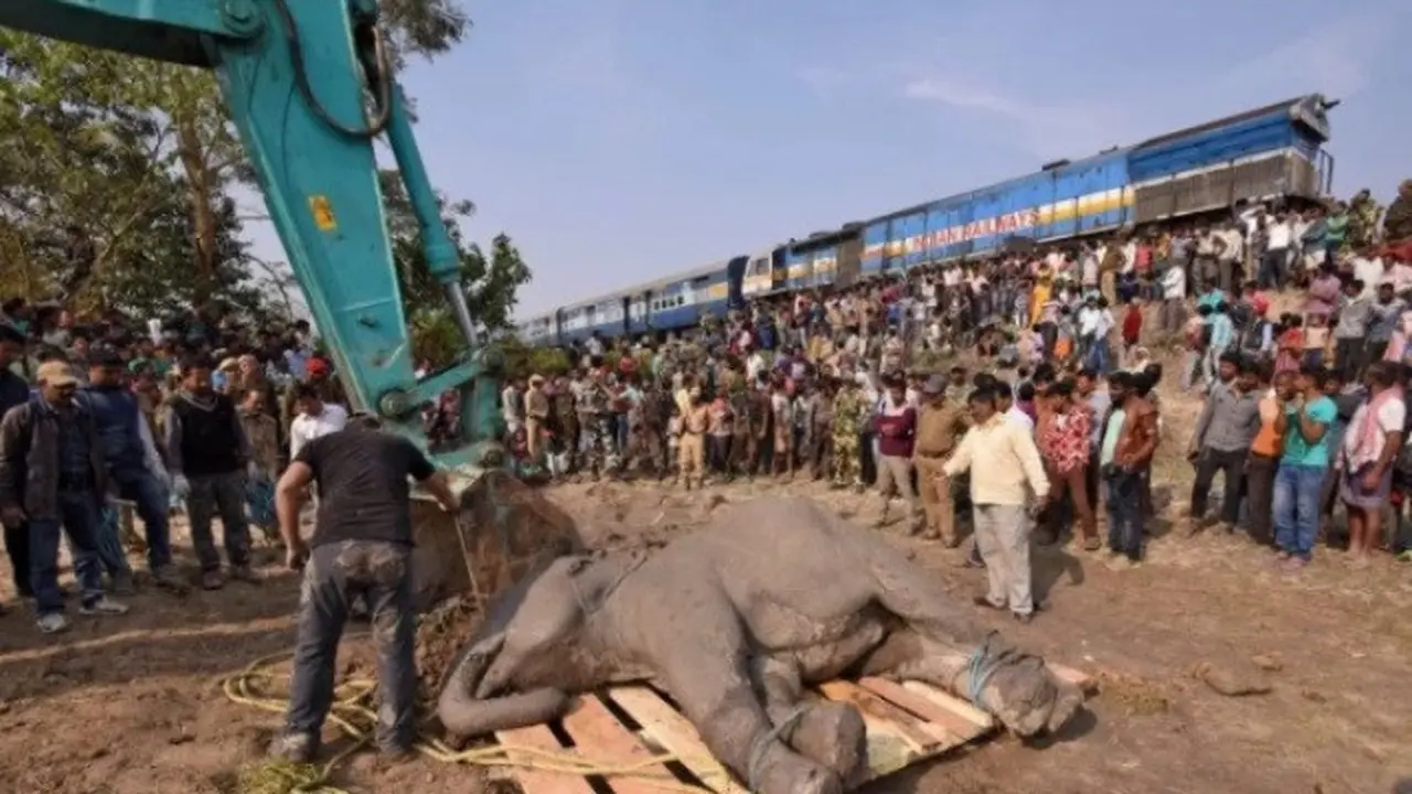 Gajah mati terlindas (Reuters)