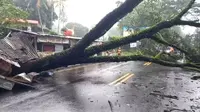 Pohon tumbang di Jalan Raya Ciawi-Puncak, Kecamatan Ciawi, Kabupaten Bogor. (Liputan6.com/Achmad Sudarno)