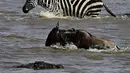 Seekor buaya tampak mendekati seekor Wildebeest saat menyebrang sungai di Masai Mara, Kenya (1/9/2015). Ratusan Wildebeest melakukan migrasi dari Serengeti ke Masai Mara untuk menemukan padang rumput selama musim kering di Kenya. (AFP Photo/Carl De Souza)