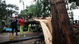 Petugas bersama unsur masyarakat  berupaya melakukan proses pemotongan pohon besar yang tumbang akibat Hujan dan Angin di wilayah Serua, Ciputat, Rabu (12/12). sejumlah ruas wiliyah Tangsel mengalami kemacetan yang cukup parah. (merdeka.com/ arie basuki)