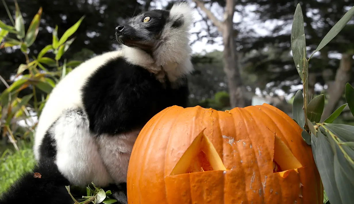 Lemur lorek hitam-putih berdiri di samping labu yang diletakkan dalam kadang Kebun Binatang San Francisco, California, 26 Oktober 2018. Lemur di kebun binatang itu menerima labu berisi kudapan untuk merayakan Halloween. (Justin Sullivan/Getty Images/AFP)