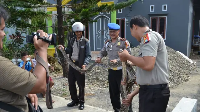 Polisi Nekat Taklukkan Ular Piton Nakal di Makassar