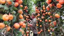 Seorang pedagang berada di kebun jeruk jenis Kumquat dan Chusa yang di impor dari Cina di Jakarta, Rabu (27/1). Permintaan Jeruk asal Cina tersebut meningkat 100 % menjelang imlek. (Liputan6.com/Angga Yuniar)