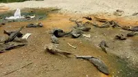 Ikan sapu-sapu berserakan di tepi Sungai Bengawan Solo, tepatnya di Dukuh Nglombo, Desa Tenggak, Kecamatan Sidoharjo, Sragen. (Solopos.com/ M Khodiq Duhri)