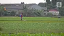 Petani menyirami lahan yang ditanami sayuran di Jalan Irigasi, Neglasari, Kota Tangerang, Senin (11/7/2022). Para petani sayuran di tempat tersebut menanam sayuran bayam dan caisim yang nantinya akan dijual di Pasar tradisional di Kota Tangerang. (Liputan6 com/Angga Yuniar)