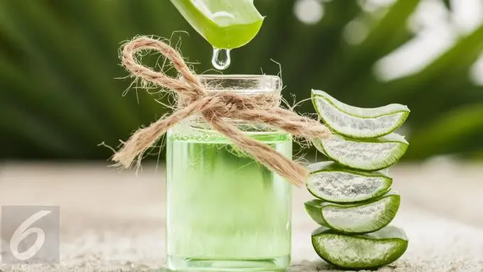 Cara Mudah Membuat Aloe Vera Oil untuk Kecantikan