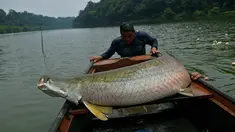 Nelayan berusaha naik ke perahu usai berhasil menangkap ikan arapaima atau Pirarucu di Sungai Amazon, Volta do Bucho, Ituxi Reserve, Brasil, 20 September 2017. Salah satu jenis ikan purba ini merupakan ikan air tawar terbesar di dunia. (CARL DE SOUZA/AFP)