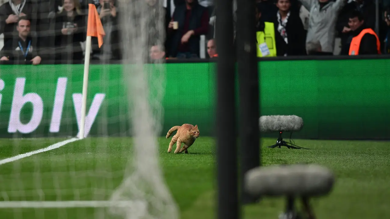 Kucing Ganggu Laga Besiktas Vs Bayern Munchen