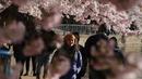 Wisatawan menikmati pemandangan bunga sakura yang bermekaran di sekitar Tidal Basin, Washington, DC, Senin (1/4). Bunga sakura ini merupakan pemberikan Wali Kota Tokyo pada tahun 1912 yang merupakan hadiah sebagai bentuk persahabatan kedua negara. (Photo by MANDEL NGAN / AFP)