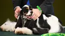 Anjing lucu ini keluar sebagai pemenang dalam acara Crufts Dog Show di Birmingham, Inggris, Minggu (12/3). Crufts Dog Show adalah salah satu kontes anjing terbesar di dunia yang didirikan Charles Cruft pada tahun 1891. (AFP PHOTO / Justin Tallis)