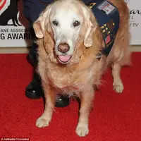 Para petugas memberi penghormatan terakhir ketika anjing penyelamat tragedi 11 September  disuntik mati (foto : dailymail.co.uk)