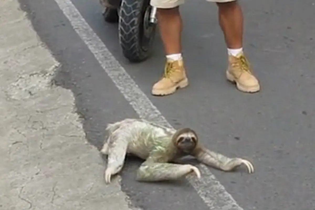 Nampak kungkang sedang berusaha menyeberang jalan, sementara pengendara motor berhenti di belakangnya (Foto: YouTube/mermaid5651).