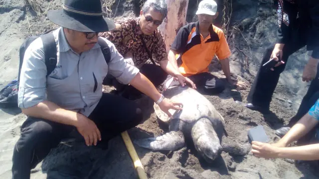 Penyu ditemukan mati di Pesisir Kebumen, Jawa Tengah (Foto: Liputan6.com/BKSDA/ Muhamad Ridlo)