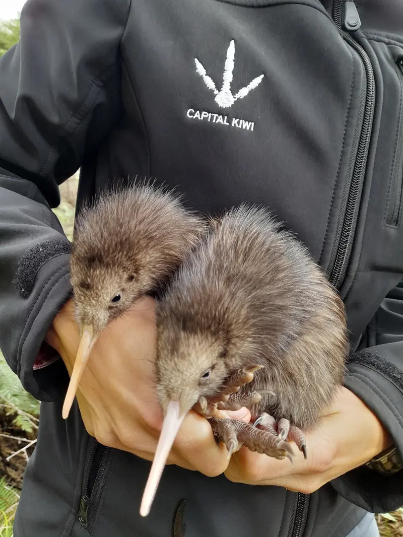 Burung Kiwi pertawa yang lahir di alam liar Wellington Selandia Baru dalam satu abad. (Facebook/ The Capital Kiwi Project)