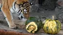 Harimau bernama Yunona mengendus labu berukir wajah calon Presiden AS di kebun binatang Royev Ruchey di Krasnoyarsk, Rusia, Senin (7/11). Kebun binatang ini menampilkan hewan peramal. (REUTERS/Ilya Naymushin)