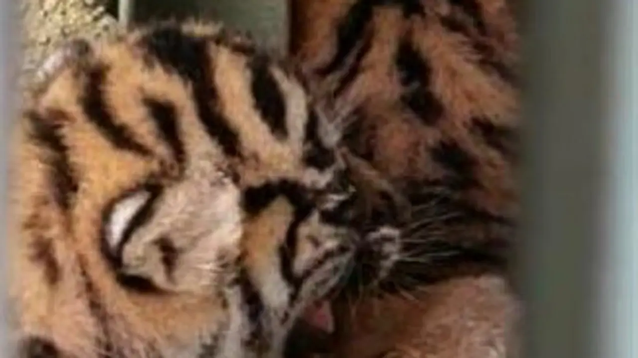 Anak harimau sumatera lahir di Sanctuary Harimau BNWS