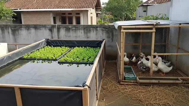 Budikdamber dan Itik