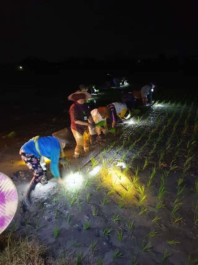 Petani wanita  di Desa Tangkil Sragen sudah selama tiga tahun ini menanam padi di malam hari. (Dok Kementan)