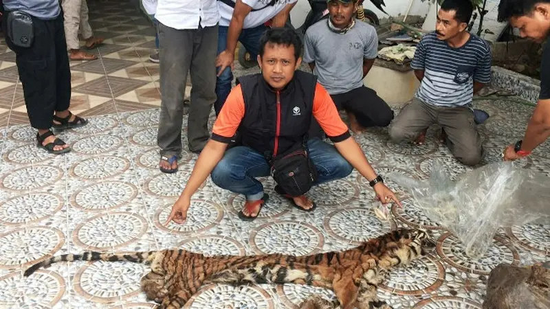 Kulit harimau sumatra yang disita personel Polda Riau dari sindikat pemburu harimau di Indragiri Hulu.