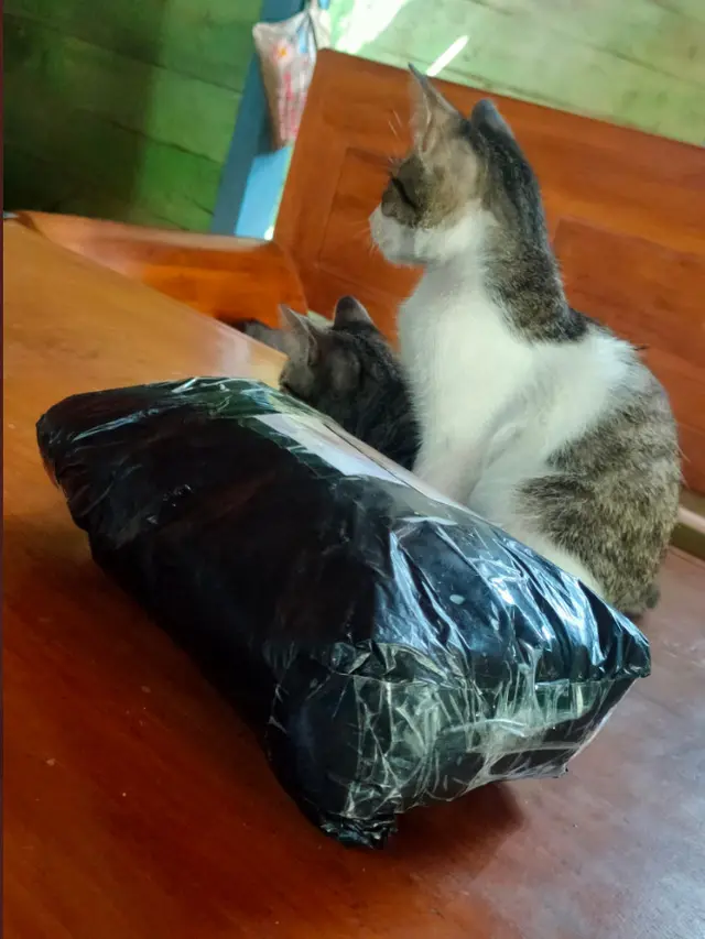 6 Potret Kucing Jadi Penerima Paket Ini Ekspresinya Menggemaskan