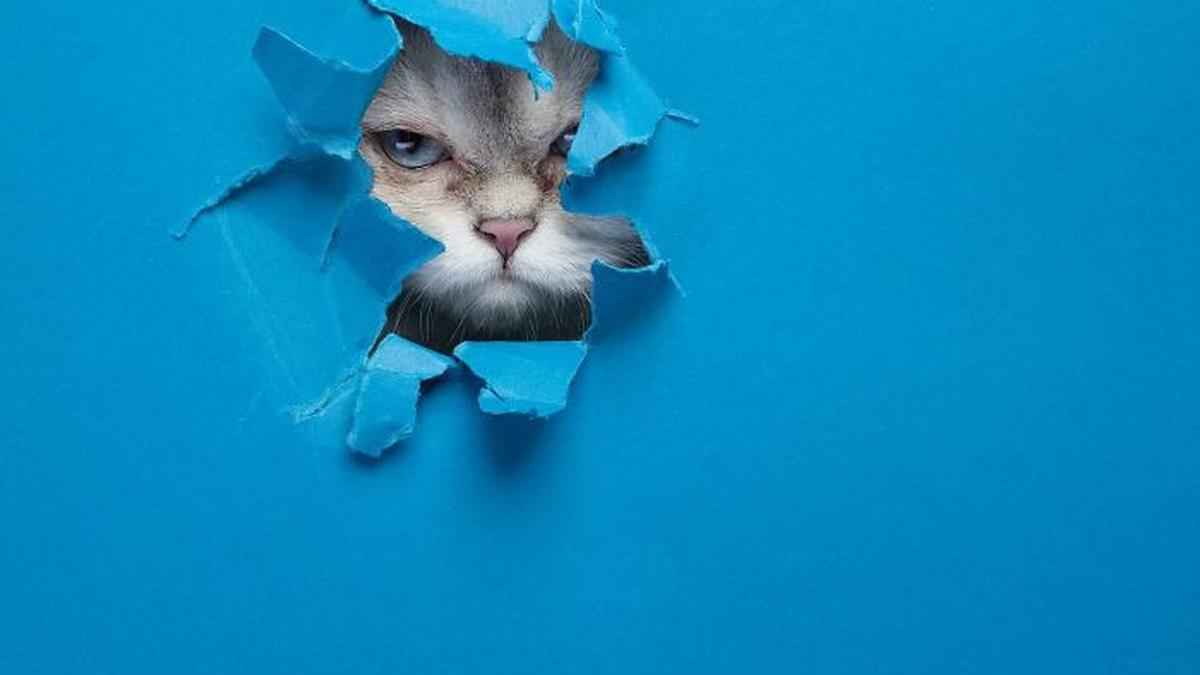 4 Fakta Terkait Kabar Viral 21 Kucing di Sunter Jakarta Utara Mati Mendadak