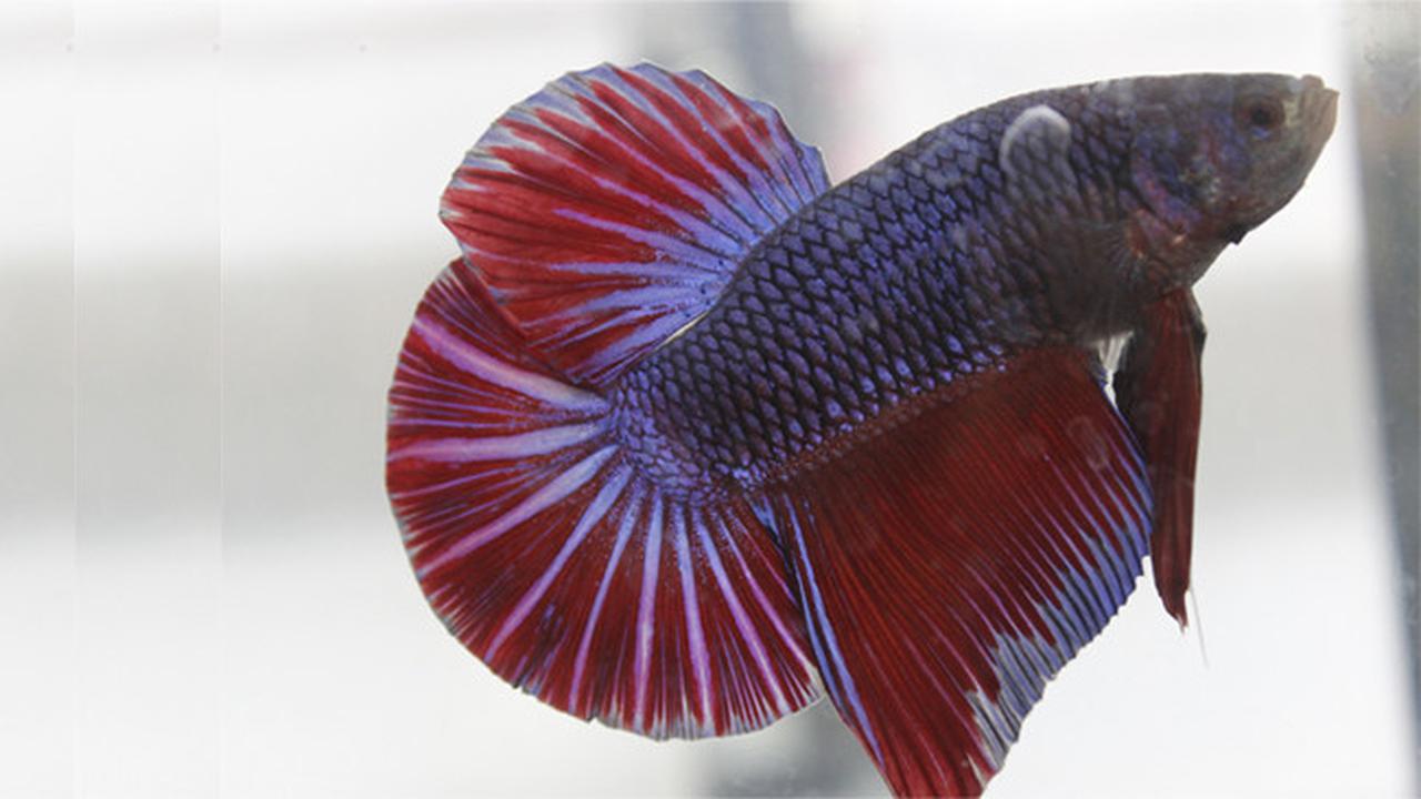 kontes ikan cupang di unpad