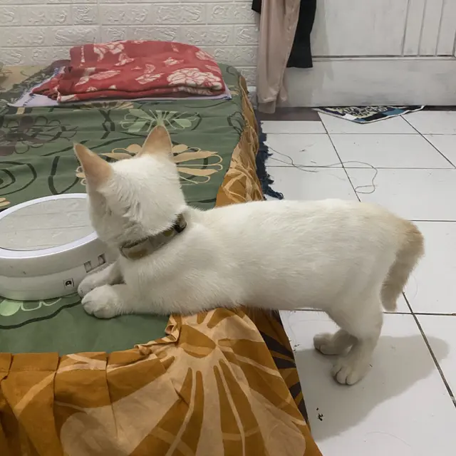 6 Potret Kucing Duduk tapi Berdiri Ini Bikin Heran, Bersantai dengan Gaya Absurd