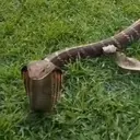 Musim Kawin, Kobra Betina Masuk Vila