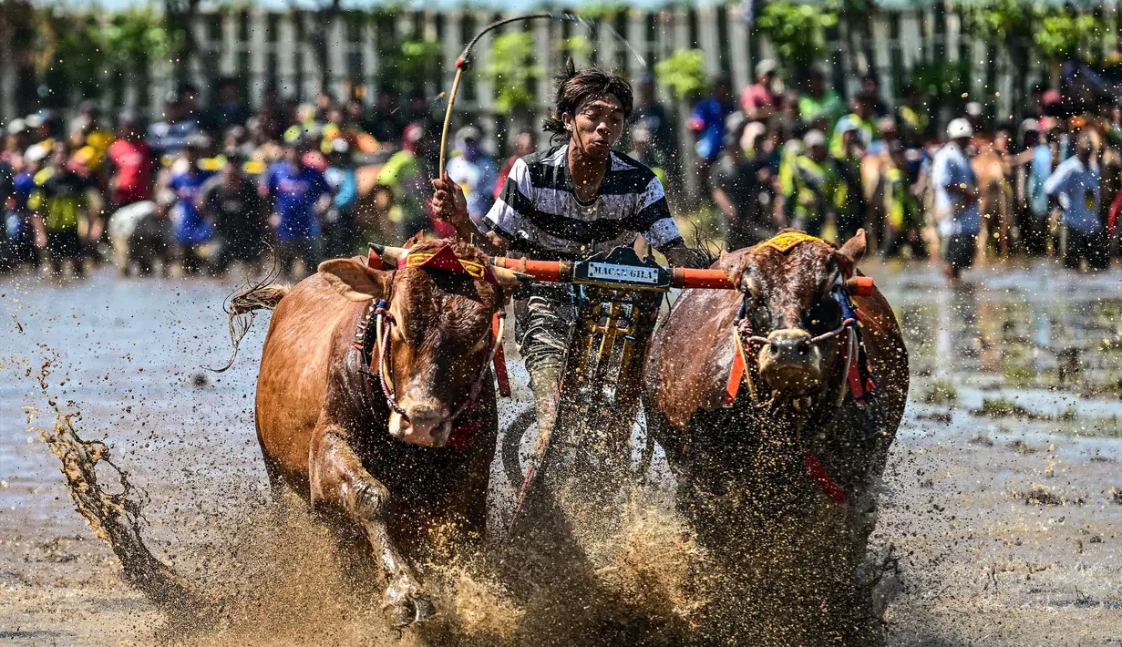 Seorang joki memacu sapi saat karapan dalam Festival Sapeh Brujul di Probolinggo, Jawa Timur pada Minggu 24 Mei 2026. (Juni KRISWANTO/AFP)
