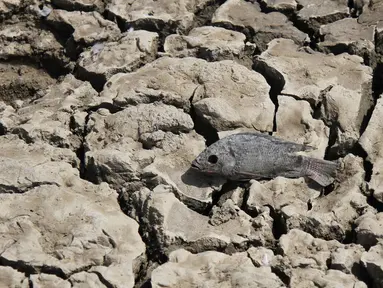 Bangkai Ikan yang mati akibat kekeringan di danau Choursiyavas, Rajasthan , India 2 Juni 2016. Gelombang  panas yang melanda India saat merupakan salah satu yang parah. (REUTERS / Himanshu Sharma)