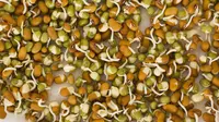 10 Manfaat Kacang Hijau yang Bagus untuk Ibu Hamil Hingga Lansia