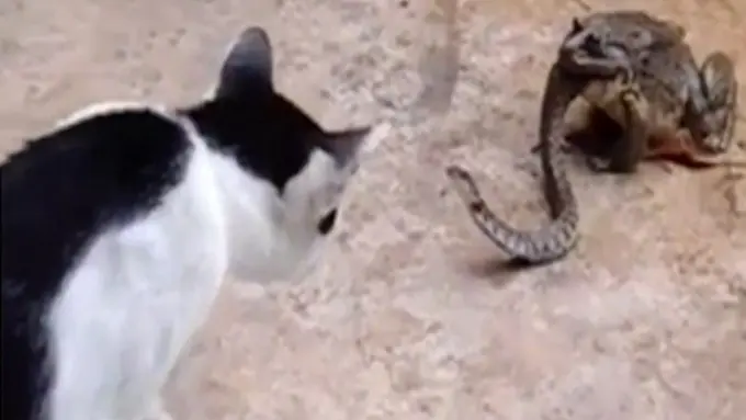 Video Detik-detik Pertarungan Kucing, Ular dan Kodok