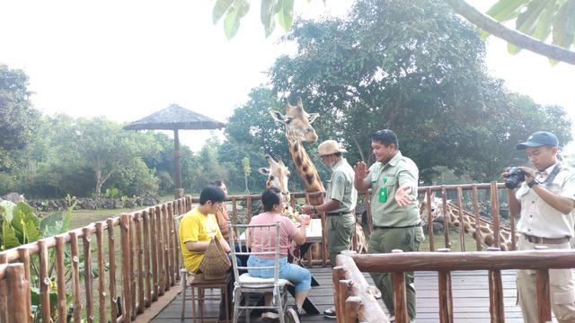 Baobab Safari Resort dikemas dengan gaya ala Afrika atau African Style yang dapat dilihat dari segi arsitektur hingga penataan kawasan safarinya. (Liputan6.com/Winda Nelfira)