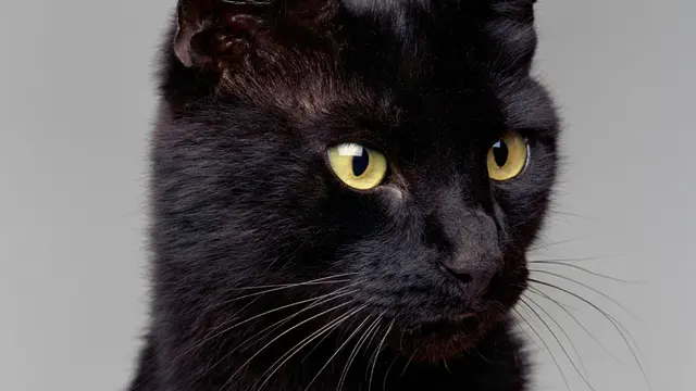 Blackie, Kucing Kaya