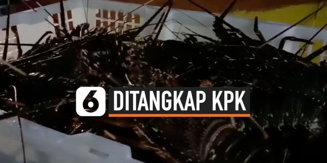 VIDEO: Nelayan Lobster Prihatin Penangkapan Menteri KKP