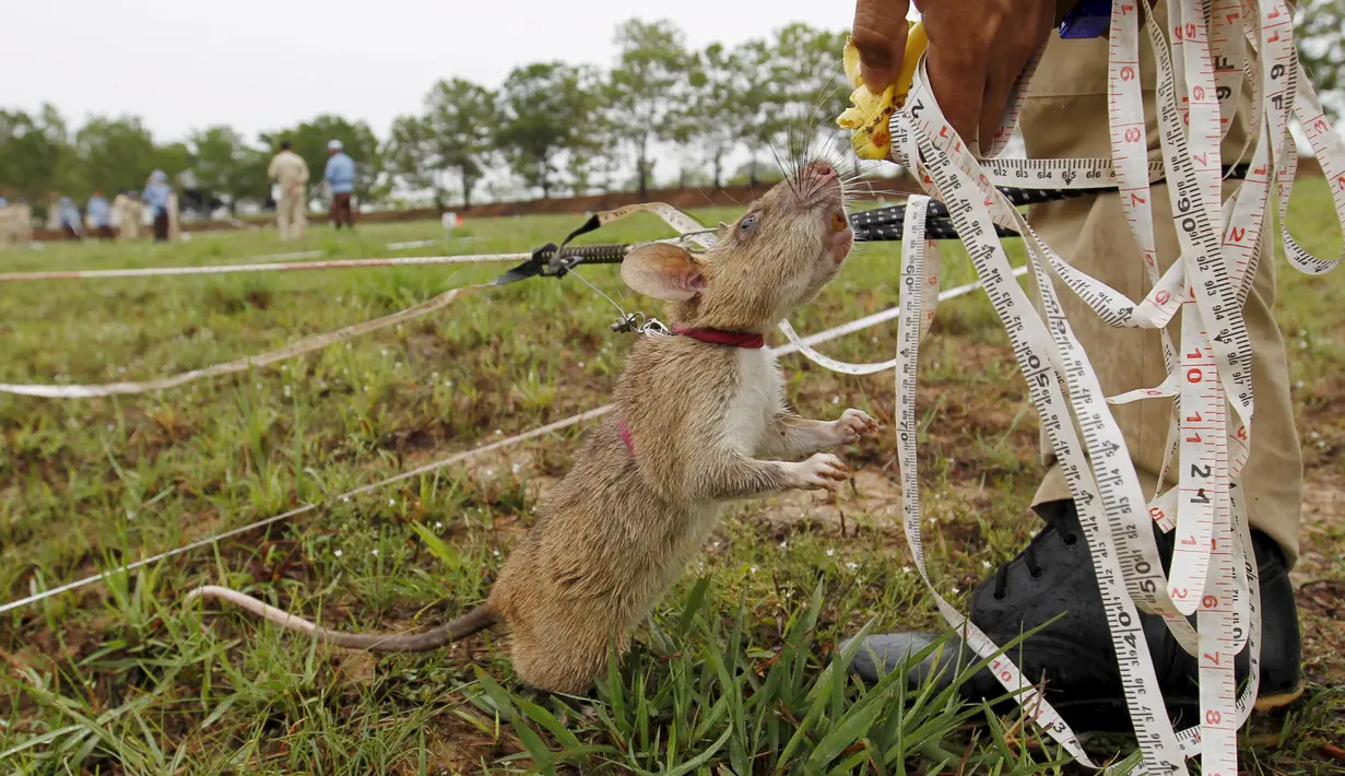 Petugas memberikan makan kepada tikus di sela latihan di Siem Reap, Kamboja (13/7/2015). Organisasi asal Belgia, APOPO mendatangkan tikus spesies Gambia dari Tanzania ke Kamboja untuk membersihkan ranjau sisa perang sipil 1970. (REUTERS/Samrang Pring)