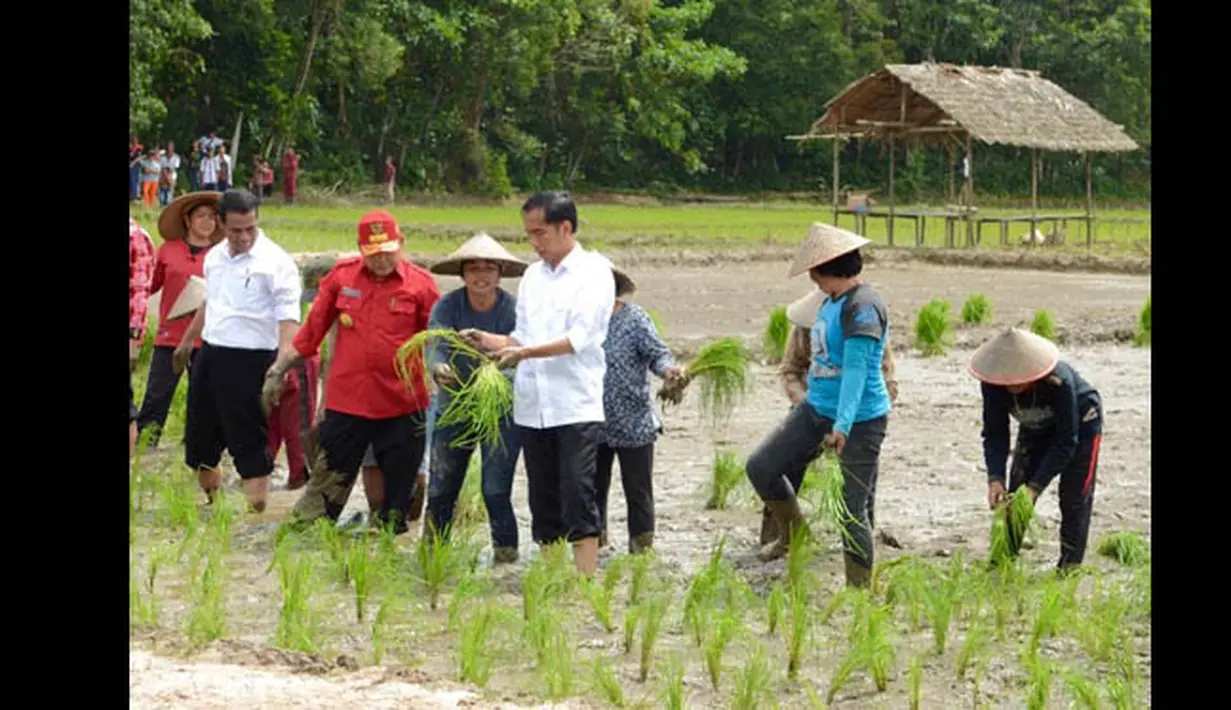 Presiden Jokowi memimpin penanaman padi di Ngara Kecamatan Mandor Kabupaten Landak, Kalimantan Barat, Selasa (20/1/2015). (Rumgapres/Agus Suparto)