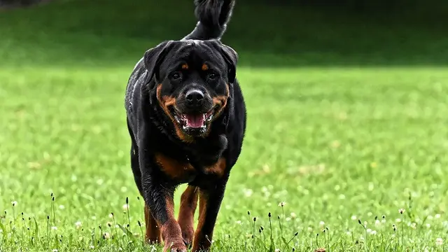 Anjing jenis rottweiler