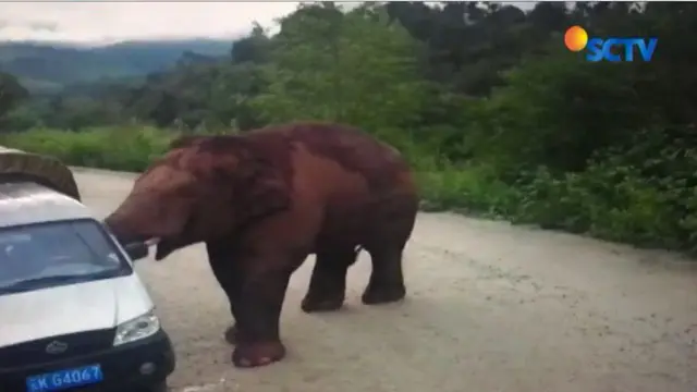 Video viral seekor gajah membenturkan tubuhnya di bus pariwisata di Yunnan, China.