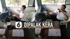Pria ini sempat memberikan sedikit rotinya, namun kera itu masih ingin meminta roti yang dipegang pria tersebut.